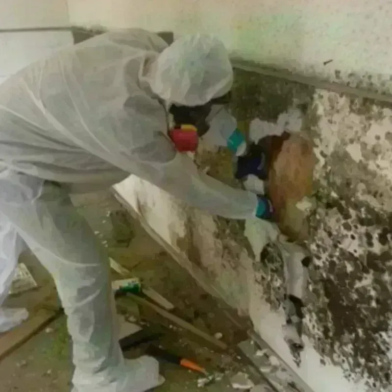 Mold Remediation and Removal in Otis Orchards-East Farms, WA